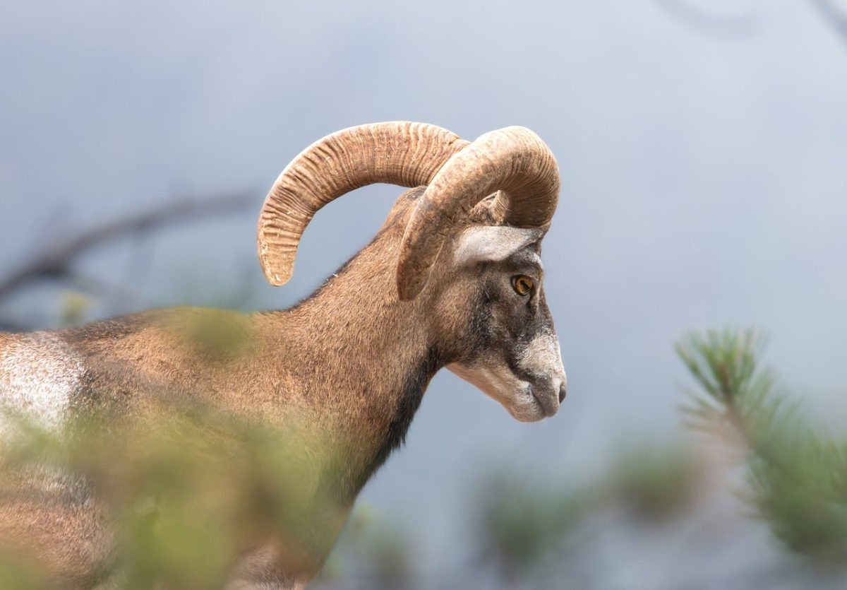 mouflon, nature, winter, mammal, animal, wild, fauna, ram, snowfall, unique, landscape, natural beauty, wildlife, fallen pine needles, mountains, natural habitat, tranquility, natural surroundings, green, fresh air