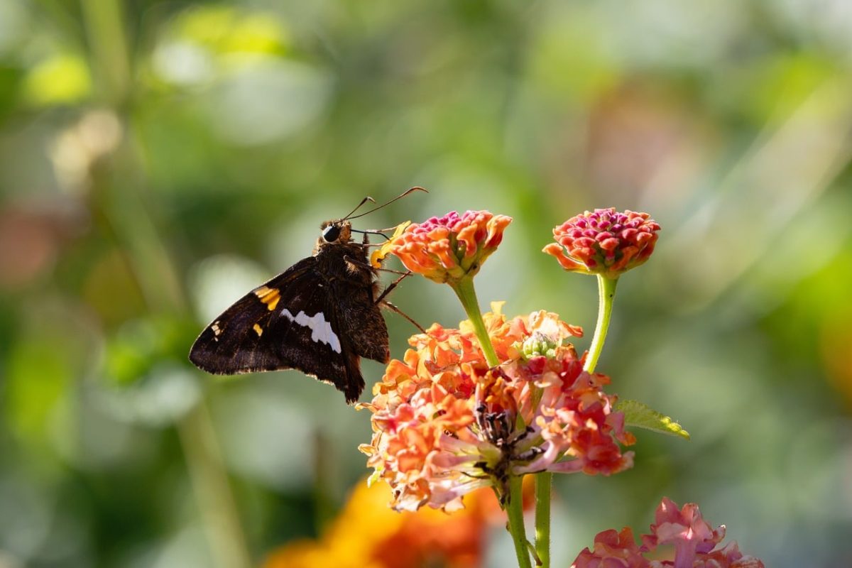 butterfly, wing, beautiful flowers, skipper, lantana, flower, bloom, pollination, insect, flower wallpaper, nature, macro, garden, colorful, bright, nectar, vibrant, flower background, summer, outdoor, biology, beauty, enjoy
