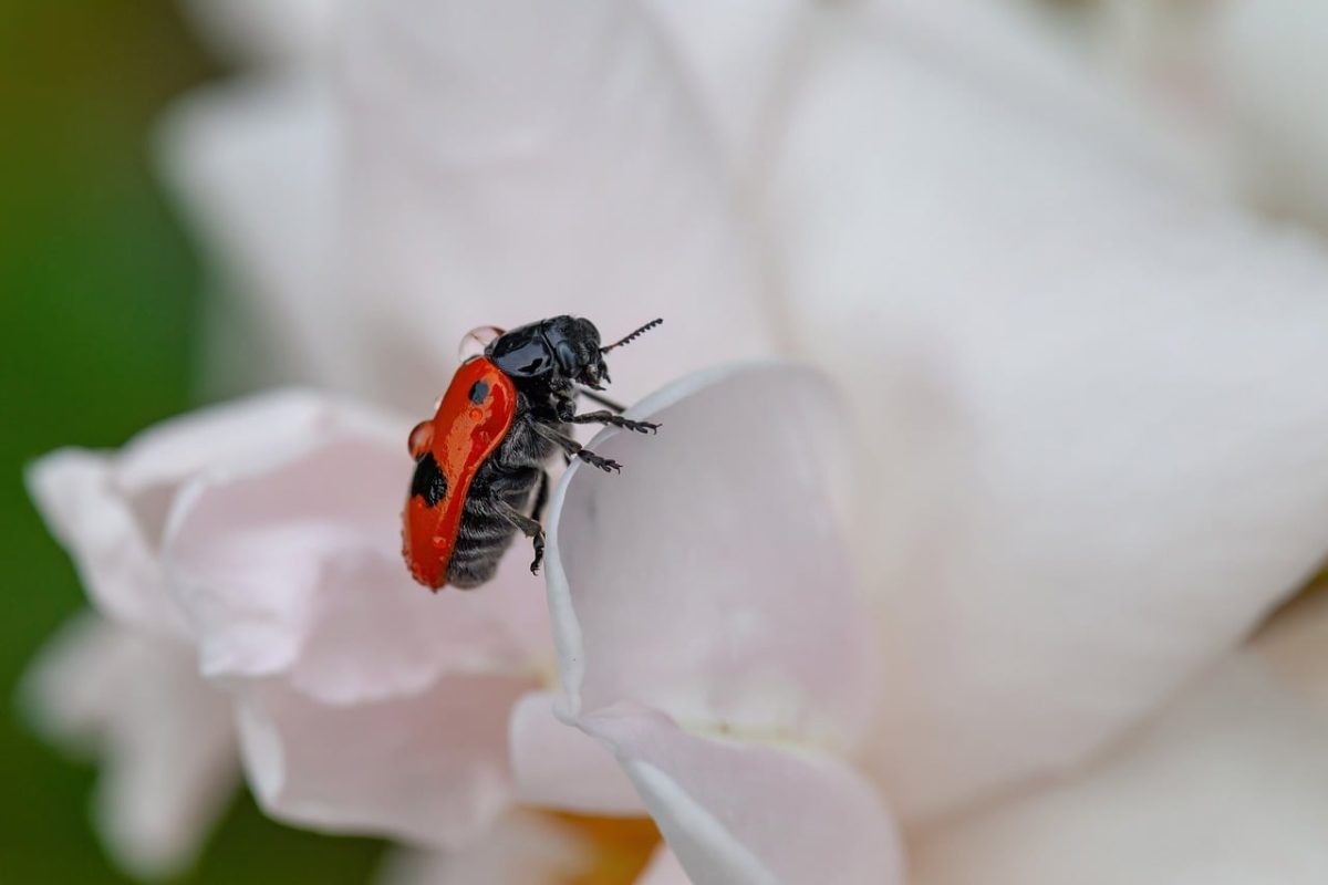 nature, flower background, ladybug, flower, macro, insect, flower wallpaper, red, black, garden, petal, nature close-up, wildlife, close-up, beetle, beautiful flowers, wings, blurred background, pink, anther, spots, no people, white