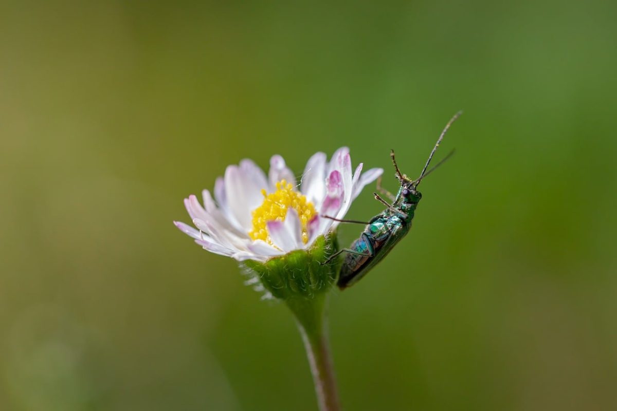 nature, mac wallpaper, floral background, insect, macro photography, side view, hd wallpaper, full hd wallpaper, windows wallpaper, beetle, wallpaper 4k, free wallpaper, laptop wallpaper, flower, free background, flower wallpaper, white, garden, 4k wallpaper, wallpaper hd, wildflower, green, cool backgrounds, background, macrophoto, desktop backgrounds, meadow flower, beautiful wallpaper, detail, flower crown, colorful, flower background, antenna, beautiful flowers, habitat, 4k wallpaper 1920x1080, magnification