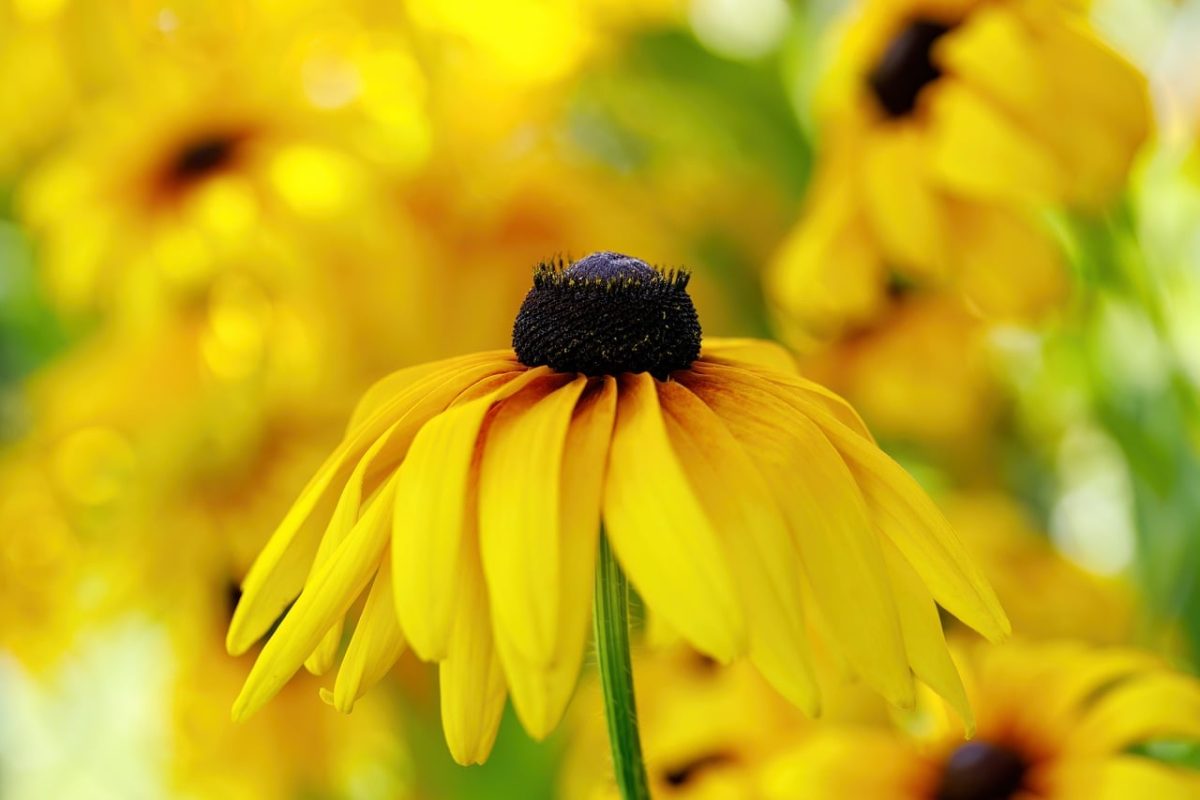 flower, wallpaper hd, full hd wallpaper, black-eyed susan, yellow, free background, garden, nature, macro, blurred, mac wallpaper, blooming, 4k wallpaper 1920x1080, windows wallpaper, free wallpaper, beautiful wallpaper, wallpaper 4k, summer, hd wallpaper, flower wallpaper, bright, 4k wallpaper, beautiful flowers, sunny, background, desktop backgrounds, petal, plant, environment, cheerful, laptop wallpaper, flowering plant, cool backgrounds, focus, aesthetics, floral background, flower background, green-yellow