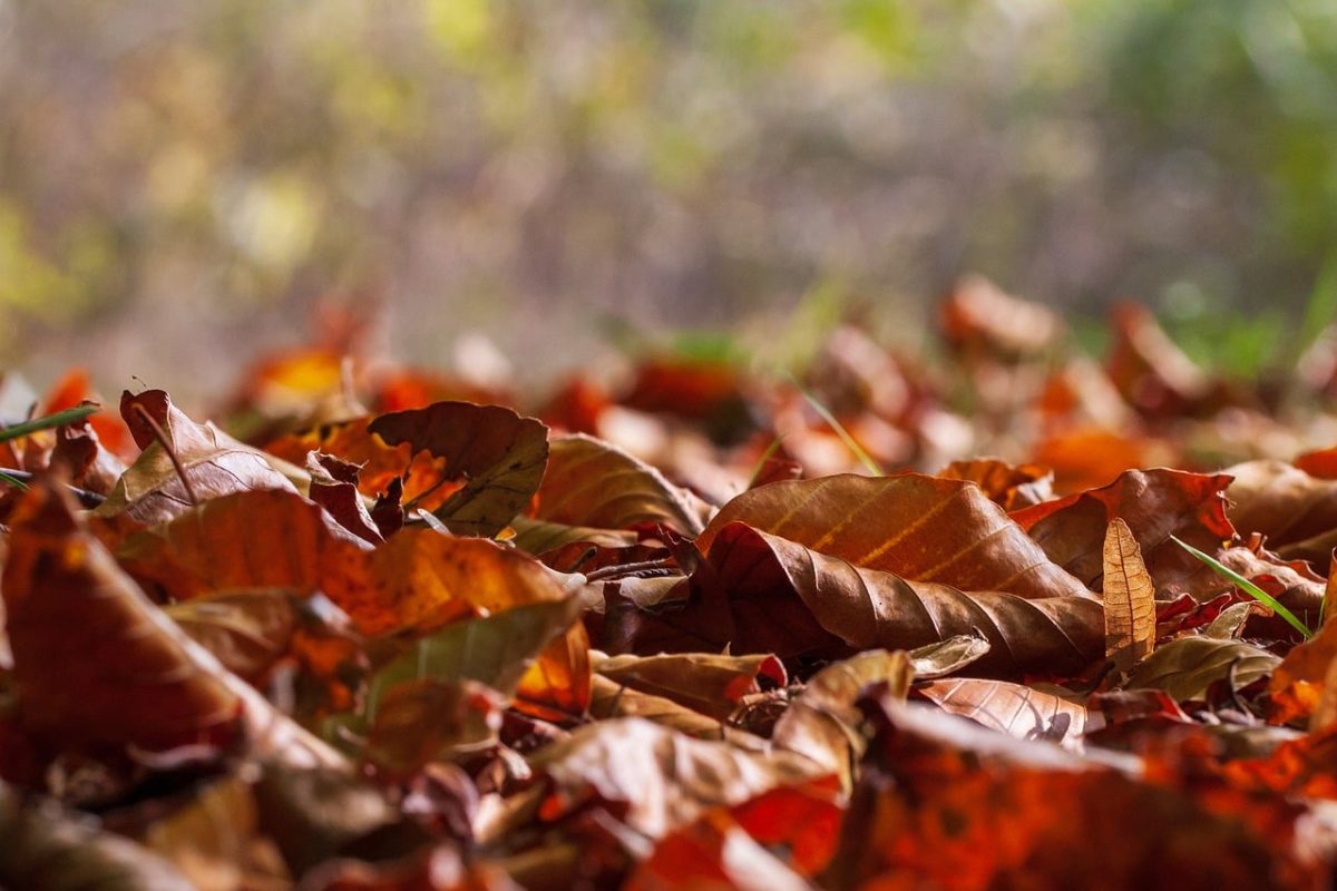 autumn, leaves, autumn colors, nature, leaves on ground, short focal length, ground, outdoors, calm, macro photography, seasonal, dry, texture, beauty, peaceful atmosphere, plant details, still life, calmness, earthy colors, peaceful, slightly blurred background