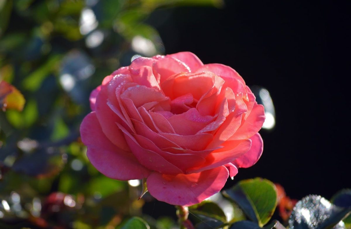 rose, flower, petal, droplet, dew, drop, nature, love, romance, valentine, affection, beauty, close-up, garden, natural decoration, red rose, valentine's day, illuminated, fresh, pink color