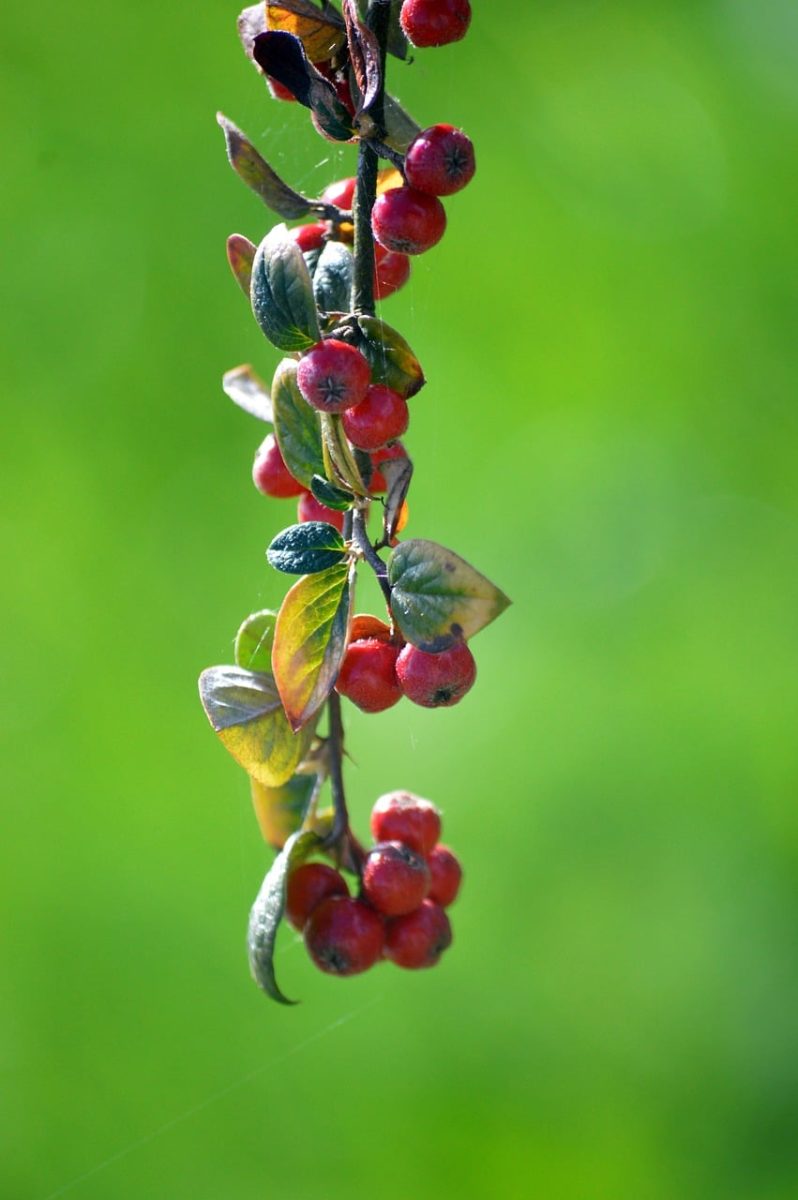 berries, red berries, cotoneaster, leaves, nature, green background, autumn, botany, branch, ornamental plant, close-up, beauty, plant, gardening, ecology, charm, garden, natural beauty, better view