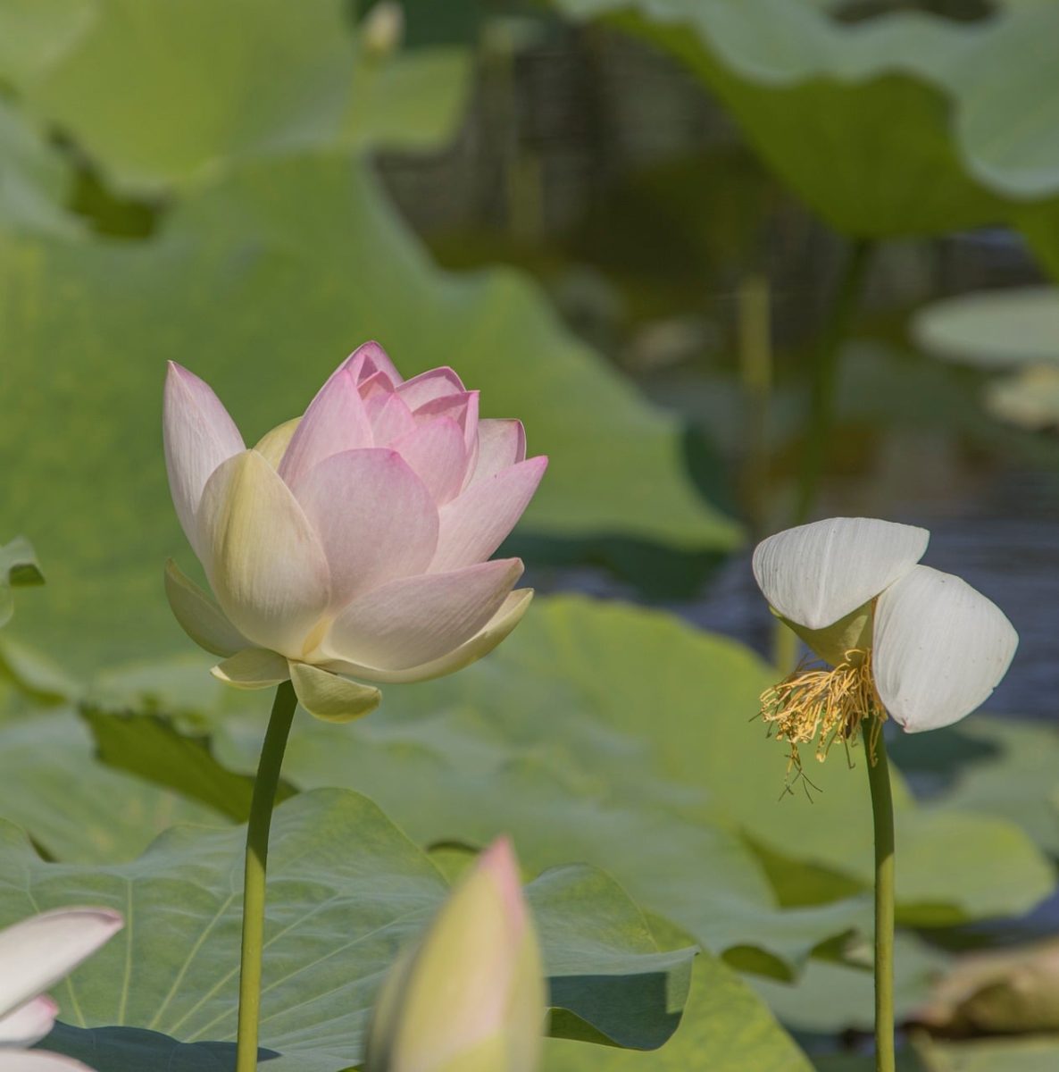 lotus, flower, bloom, petals, pond, leaves, green, nature, side view, summer, aquatic plants, natural beauty, tranquility, botany, flower stem, asian plants, lotus flowers, masculinity, femininity, photographic art