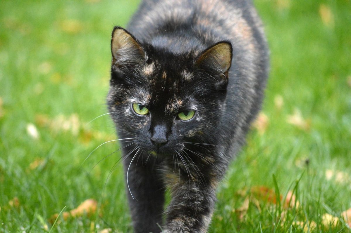 cat, tortoiseshell cat, outdoors, lawn, eyes, fresh grass, whiskers, fur, green eyes, cat portrait, peaceful, intelligent, curious, pet, inquisitive, details, up, gaze, favorite