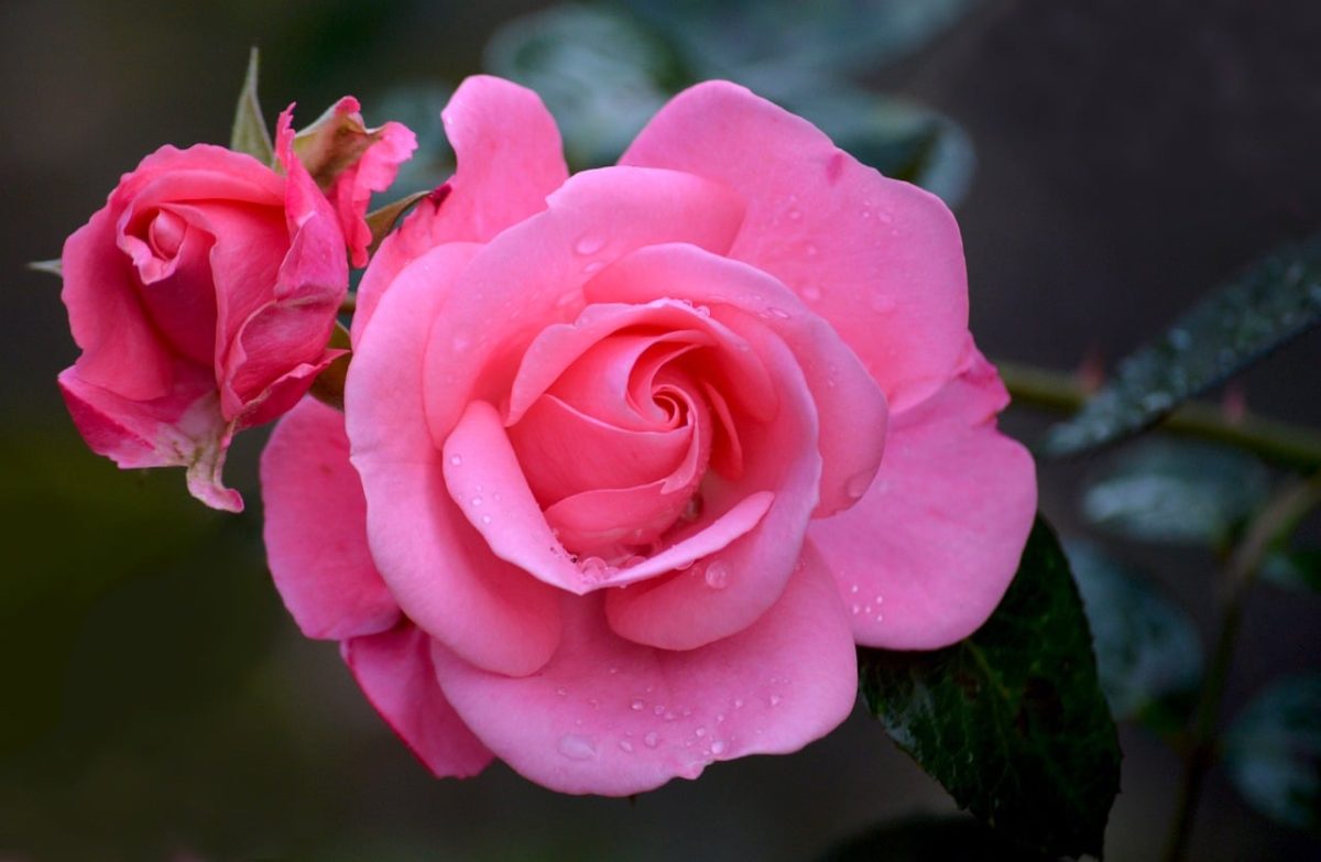 rose, flower, meadow, water droplets, pink, dew droplets, fresh, beauty, nature, cozy, details, calm, wet, red rose, wing, grace, ornament, romance, stone, background