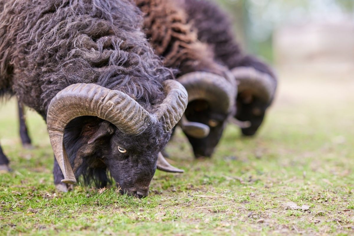 ram, sheep, horns, black, grazing, coat, wool, farm, animal, nature, livestock, ouessant, curled, grass, meadow, mammal, agriculture, countryside, rural, ecology