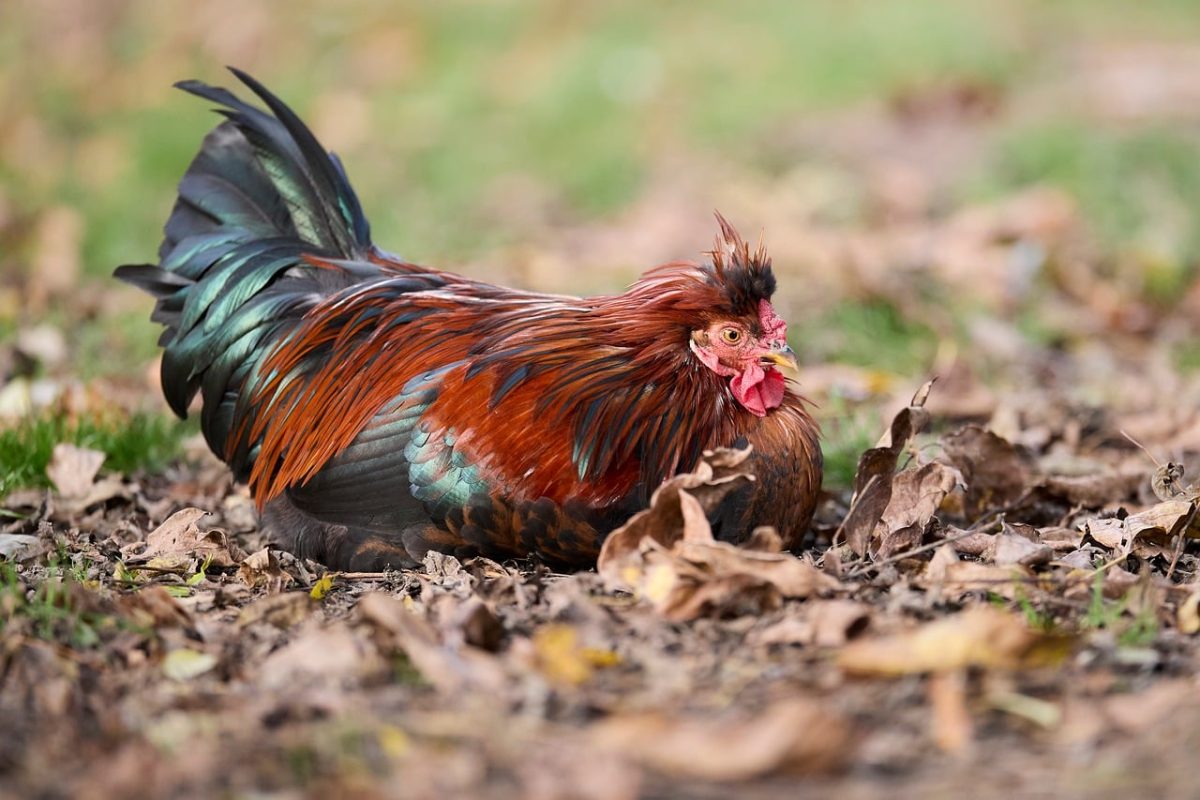 rooster, poultry, autumn, leaves, outdoors, nature, animal, farming, colorful, resting, feathers, shiny, exterior, farmer, puddle, autumn colors, plumage, sitting, homestead, livestock, days