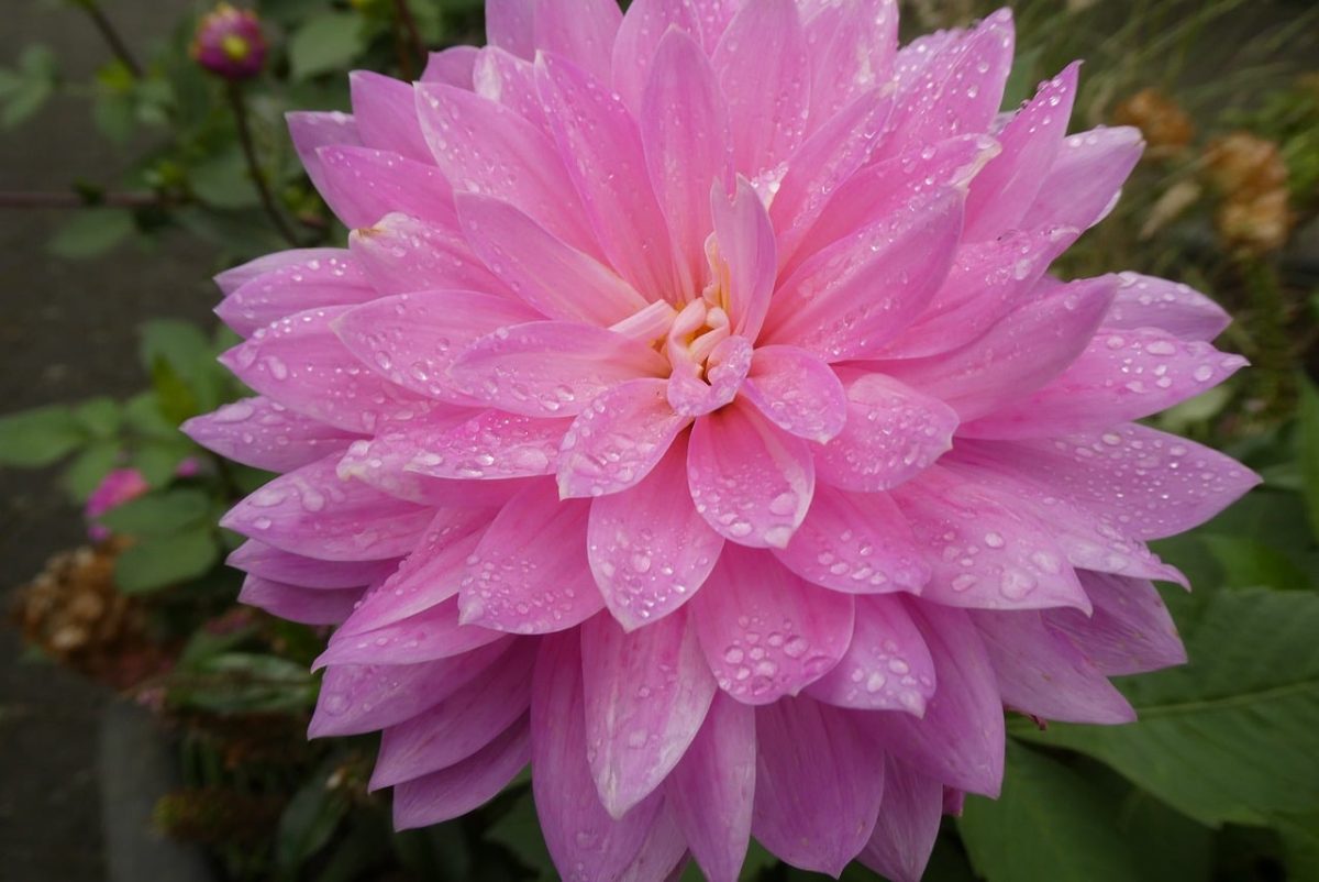dahlia, pink, water droplets, flower, garden, leaves, detail, nature, wet, ornamental flower, summer flower, beauty, fresh, botany, lovely, petal, purity, creation