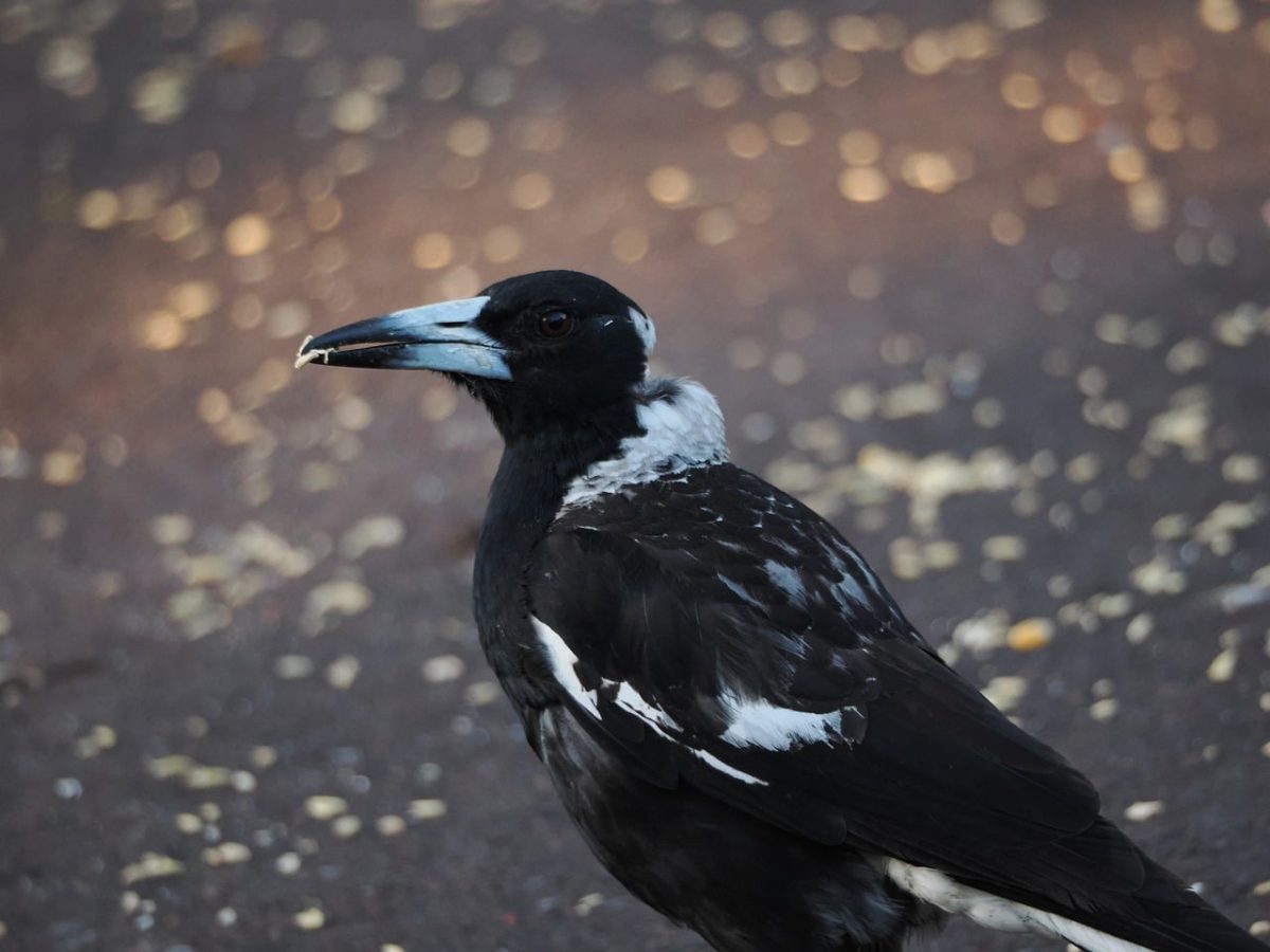 magpie, bird, wildlife, nature, animal, australia, australian, black and white, beak, feathers, pavement, wild animals, birdwatching, insects, vivid appearance, open wilderness, wild creatures, natural history, animals in nature, zoology