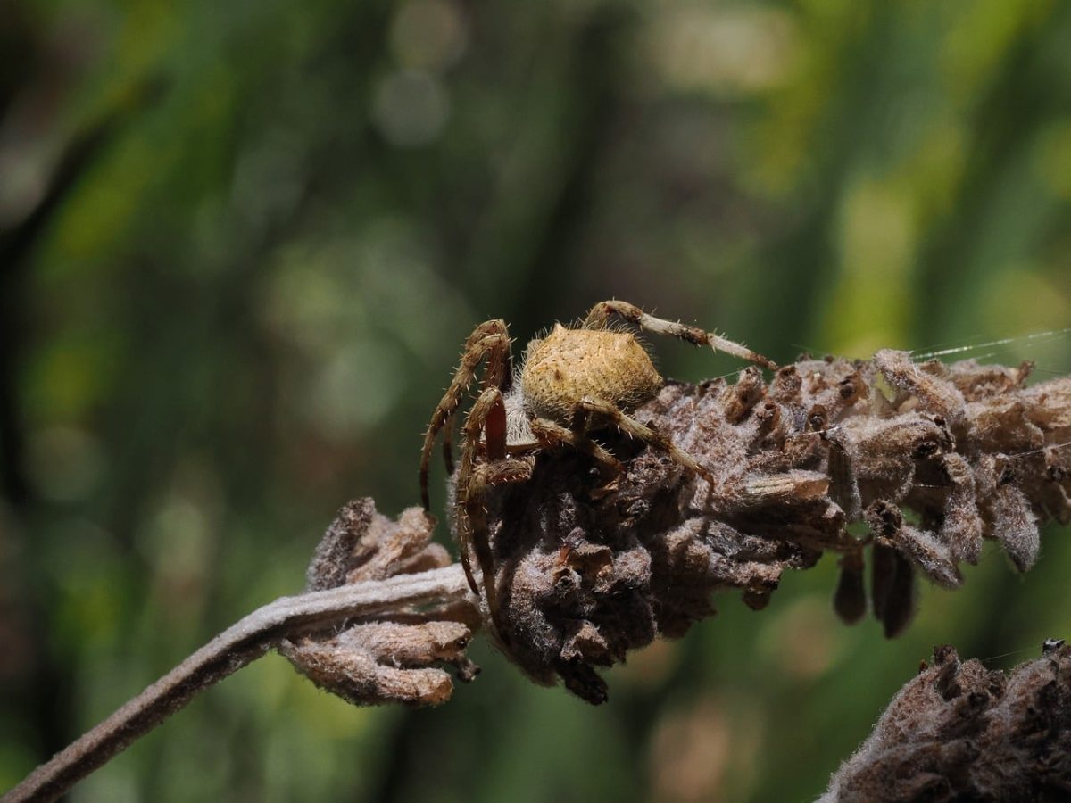 spider, nature, animal, wildlife, arthropod, fauna, orbweaver, forest, spider web, ground, shade, brown, tarantula, macro, detail, camouflage, dry leaves, natural habitat, forest floor, natural colors, animal observation