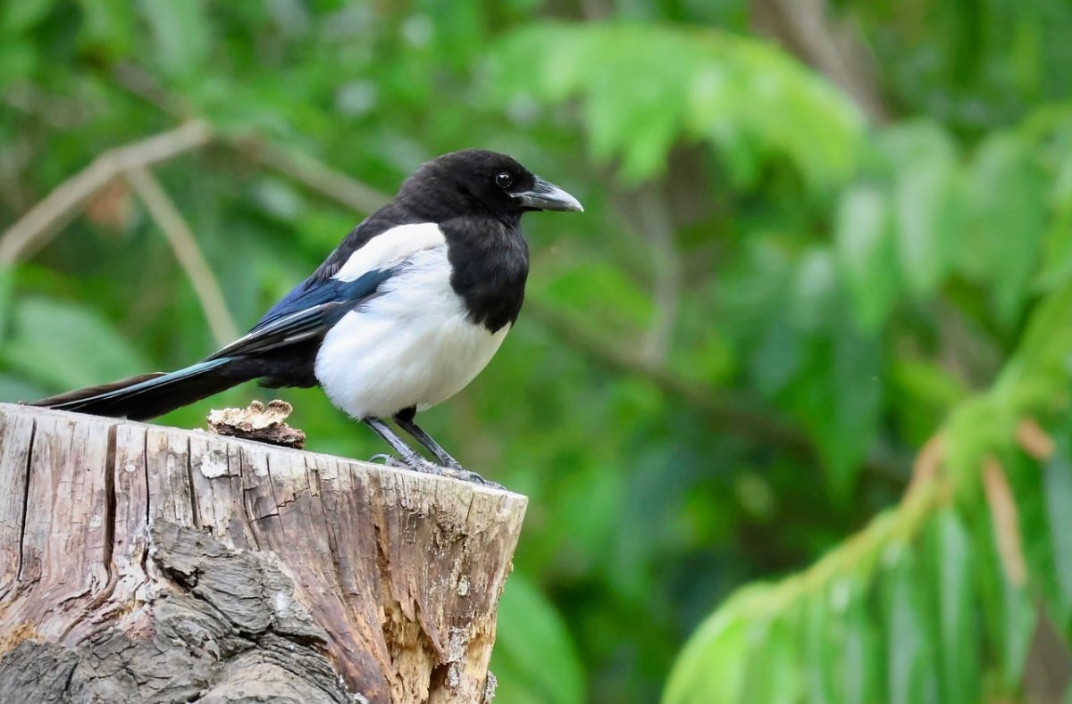 magpie, bird, wildlife, animal, tree, nature, green, perch, black and white, birdwatching, wings, bird feathers, natural habitat, feather, stump birds, bird sitting on branch, common birds, bird prey, black-headed bird