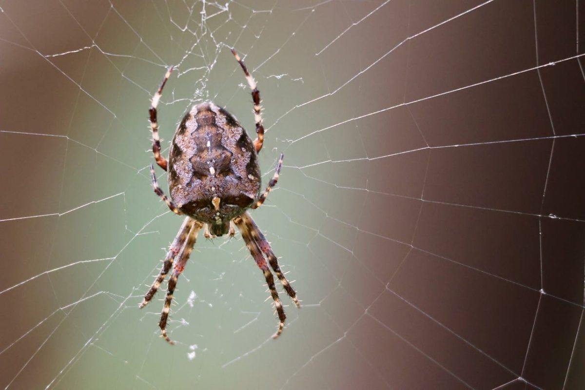 spider, web, macro, insect, colorful background, detail, arachnid, green, nature, spider detail, autumn, spider silk, animals, cross spider, natural motif, species, prominent motif, outdoors, life
