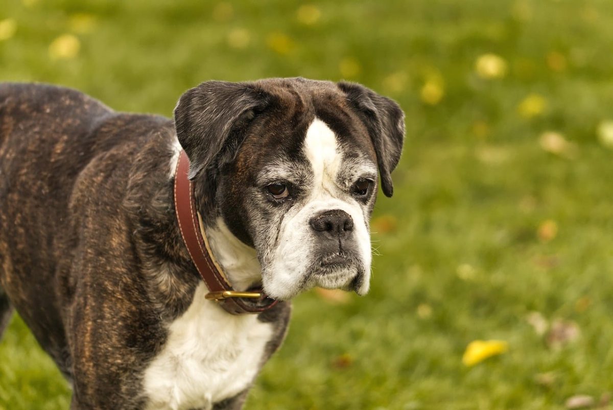 dog, boxer dog, outdoor, mature dog, grass, intimidating, brown, pet, animal, wrinkle, old dog, face, family dog, loyal, fur, autumn, veteran, dog friend