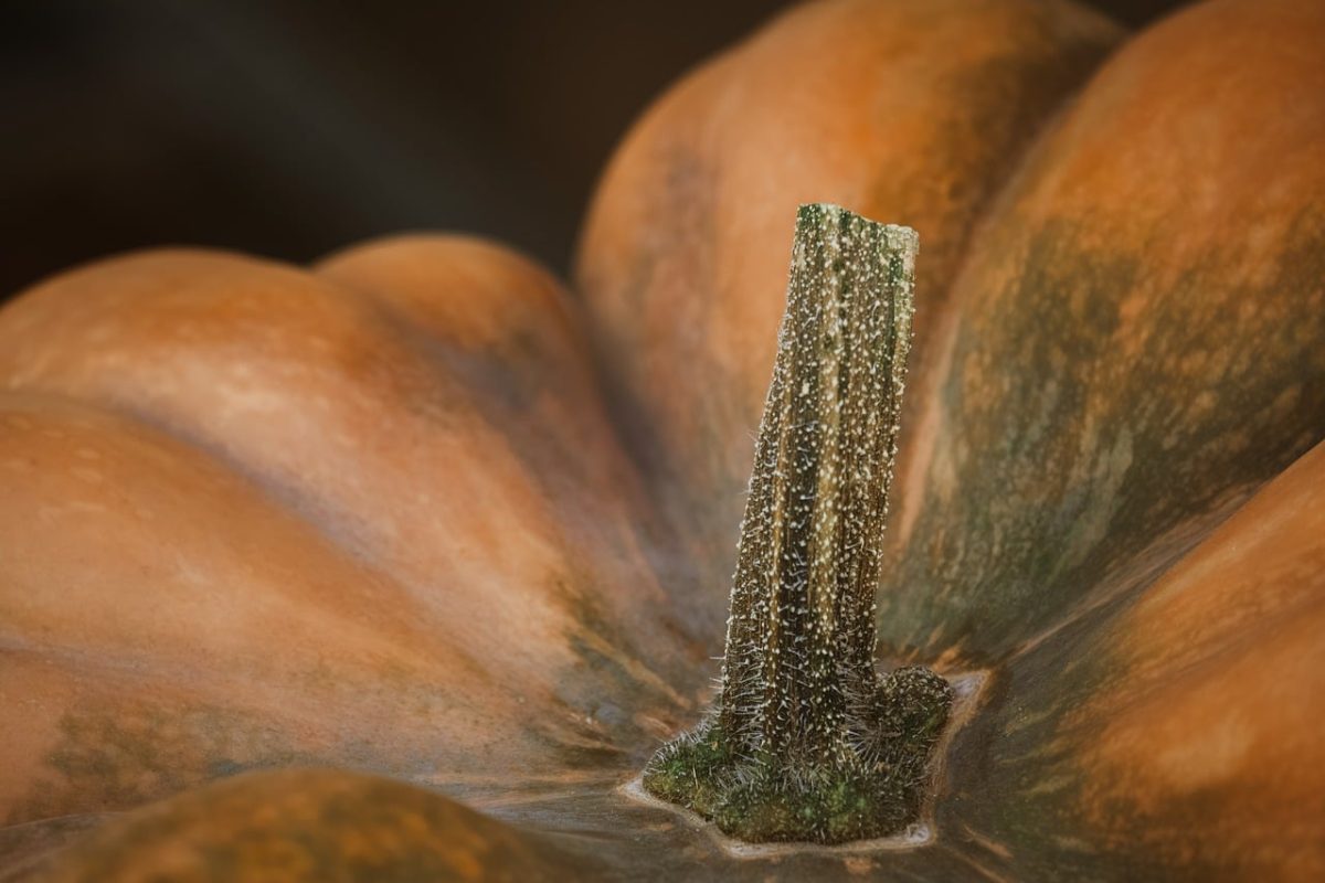 pumpkin, stem, autumn, agriculture, detail, vegetable, texture, orange, crop, seasonal, nature, harvest, close-up, garden, halloween, culture, produce, intricate, horticulture, spatial