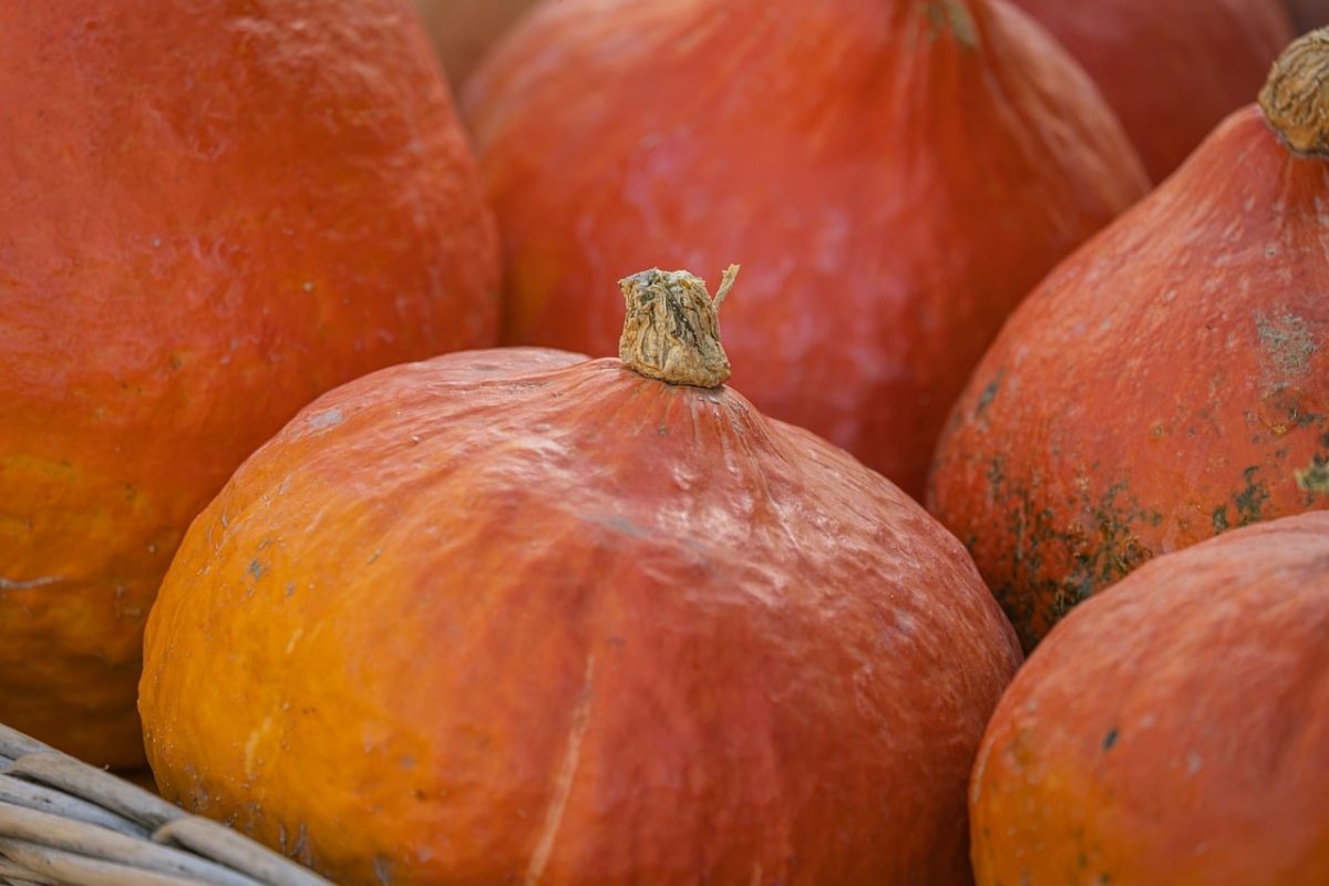 pumpkin, orange, vegetable, autumn, texture, basket, close-up, fresh, agriculture, harvest, organic, bio, food, environment, nutrition, cultivation, vitamins, crop, seasonal, sale