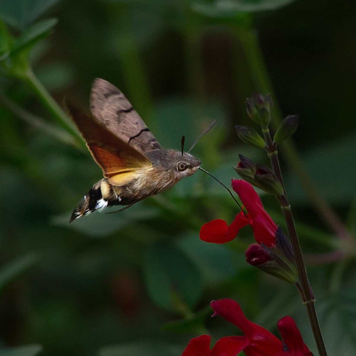 nature, hummingbird hawk-moth, butterfly, flower, flying, pollination, red, macro photography, beautiful flowers, proboscis, wings, summer, green, flower background, flower wallpaper, nature photography, wing color, hovering, extreme close-up, wildlife, insects, wildlife photography