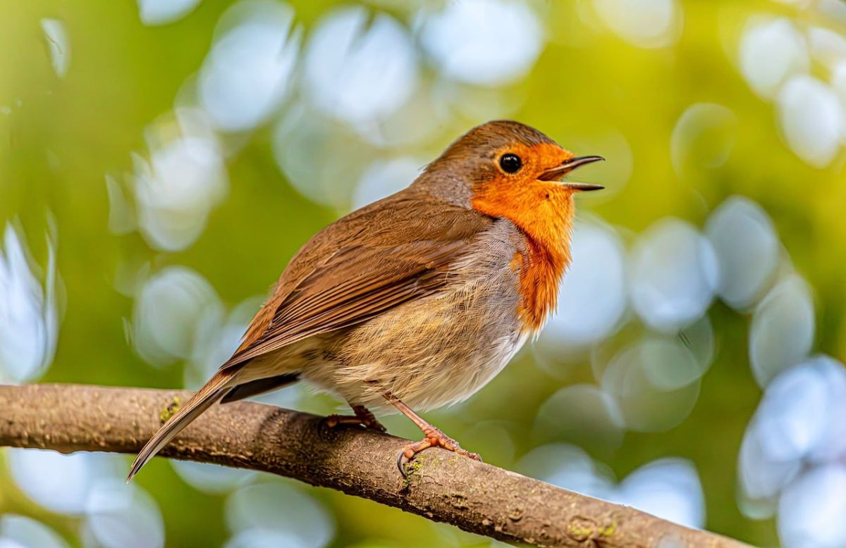 robin, windows wallpaper, bird, nature background, forest, free wallpaper, songbird, full hd wallpaper, green leaves, orange breast, beautiful nature, 4k wallpaper 1920x1080, free background, singing, hd wallpaper, branch, open beak, nature, beautiful wallpaper, wildlife, bright, desktop backgrounds, cool backgrounds, bokeh, close-up, laptop wallpaper, feathers, mac wallpaper, 4k wallpaper, wallpaper, wallpaper 4k, nature wallpaper, wallpaper hd, sunny, wild