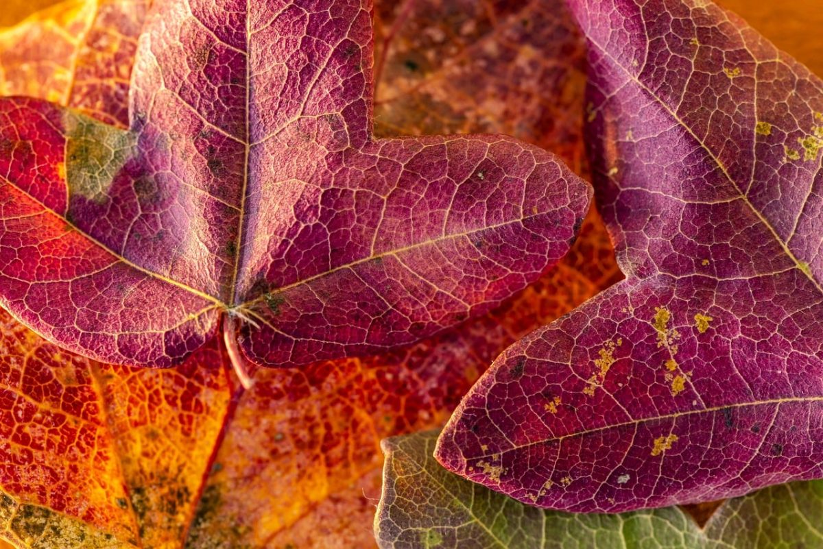 leaf, nature, free wallpaper, autumn, 4k wallpaper 1920x1080, nature wallpaper, full hd wallpaper, leaves, beautiful nature, fall, mac wallpaper, nature background, plant, texture, hd wallpaper, laptop wallpaper, background, maroon, orange, yellow, windows wallpaper, beautiful colors, wallpaper hd, autumn leaves, fall colors, natural texture, outdoor, floral background, colorful, desktop backgrounds, wallpaper, 4k wallpaper, creative, cool backgrounds, free background, beautiful wallpaper, wallpaper 4k, macro photography