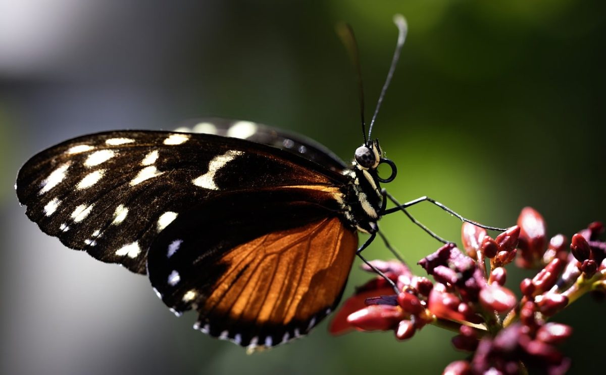 butterfly, pollination, lepidoptera, entomology, beautiful flowers, nature, macro photography, beautiful, natural world, wings, insects, natural colors, flowering plant, garden, flower background, flowers, special, graceful, flower wallpaper, beauty, nature photography, scenic