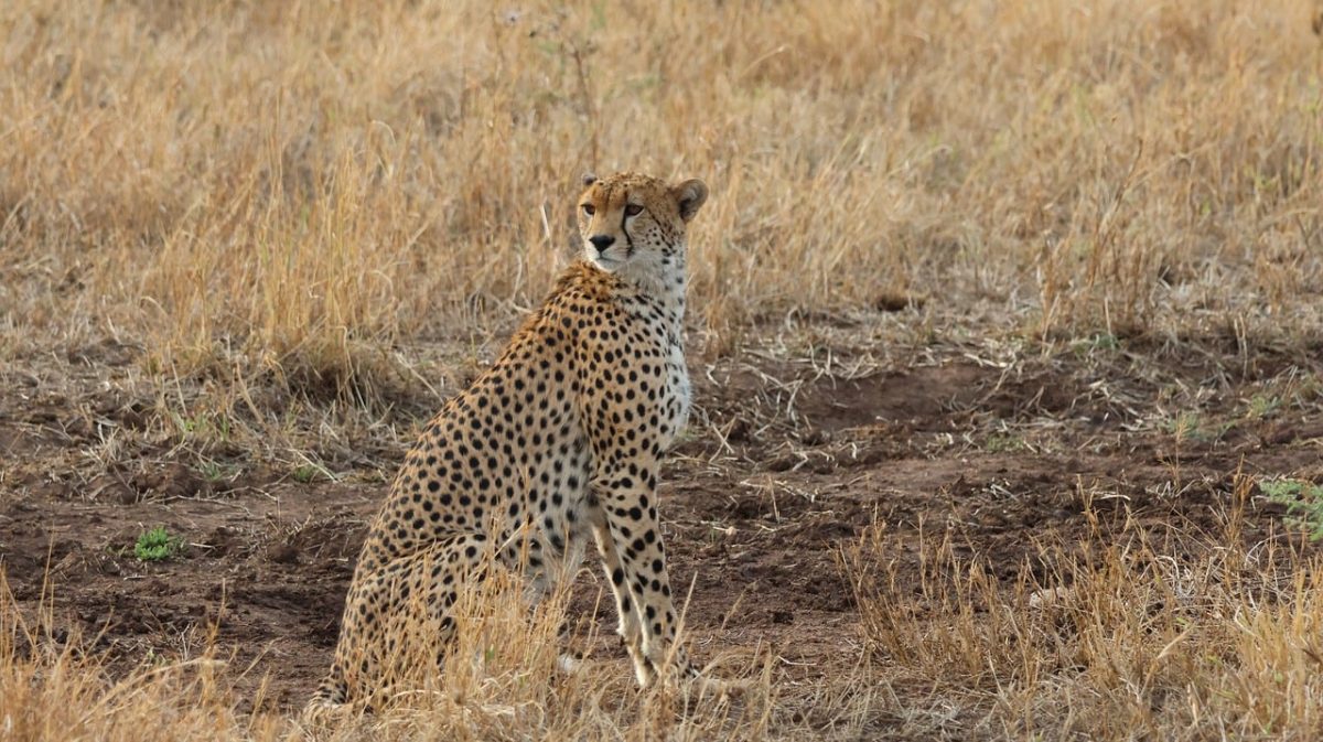 serengeti, predator, wildlife, cat, cheetah, tanzania, africa, fastest, animal, pet, savanna, spotted, running, speed, nature, hunting, natural habitat, carnivore, mammal, wilderness, biotope, ecosystem