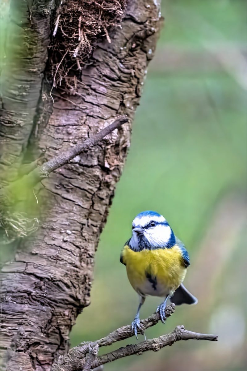 bird species, natural environment, birds, feathers, birdwatching, branch, songbird, ornithology, blue tit, animal world, nature, fauna, perched bird, garden, forest environment, wildlife, nest, colorful bird, camouflage feathers, hatch
