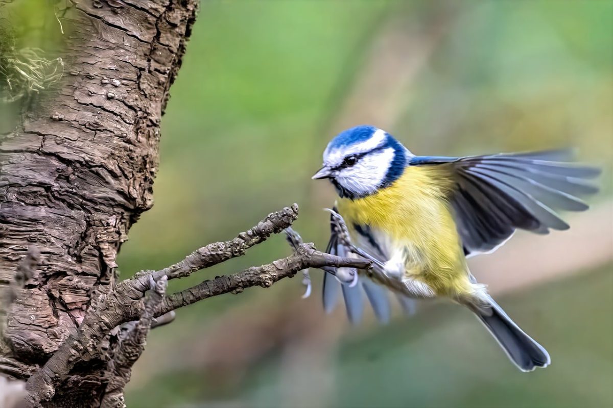 bird species, bird feathers, tree branch, bird watching, in nature, flying bird, nature, songbirds, garden bird, bird flight, yellow belly, natural habitat, close-up, spread wings, exotic bird, green background, bird conservation, wild bird, bird with blue head