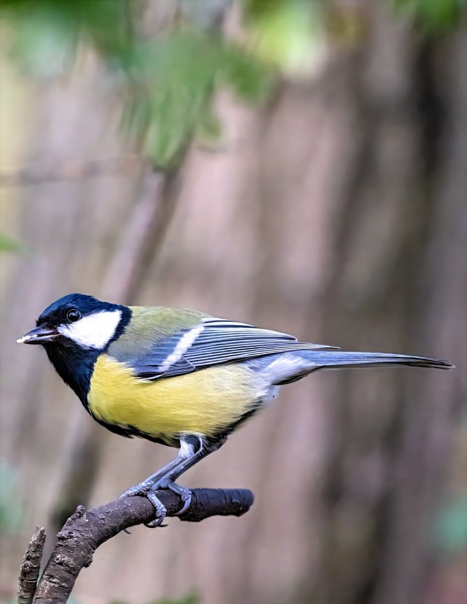 blue tit, nature, bird, animal, feathers, ornithology, sitting, twig, songbird, garden, wildlife, birdwatching, fauna, small, fluffy, purple, park, leaves, black, yellow