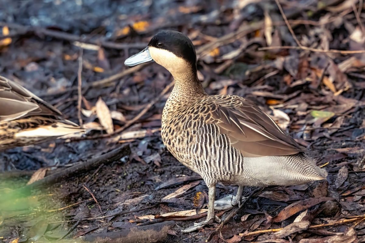 duck, natural environment, wildlife, waterfowl, feathers, black and white, wilderness, brown, leaves, ground, close-up, nature, migration, camouflage, autumn, closed beak, animal, natural colors, in the background, next to another duck