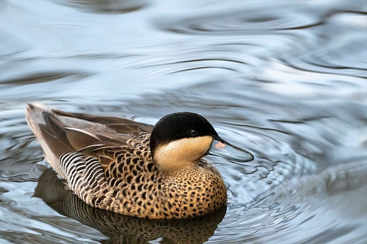 spotted teal, duck, nature, waterfowl, bill, ornithology, animal, park, feathers, lake, water, pond, birdwatching, natural habitat, close-up, depiction, serenity, reflection, pretty, comfort, water reflection