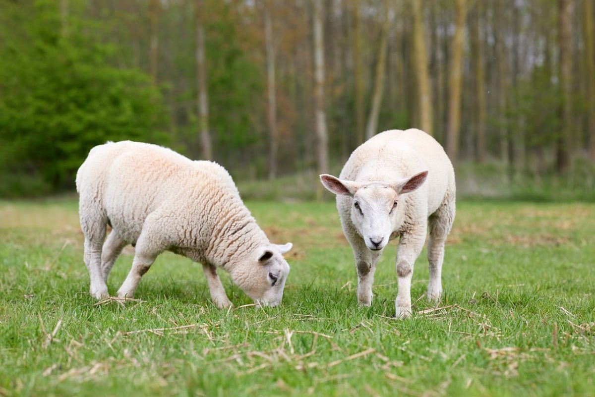 sheep, lamb, meadow, pasture, wool, spring, green, mammal, pet, animal, nature, rural, farm, agriculture, grazing, field, crop, dog, arable