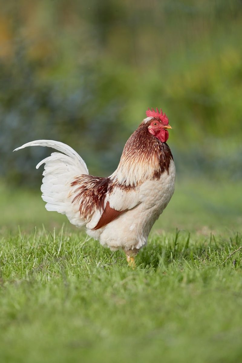 rooster, young rooster, chicken, poultry, bird, farm, plumage, grass, nature, agriculture, livestock, rural, comb, outdoors, standing, village, red, farming, field, animal, husbandry