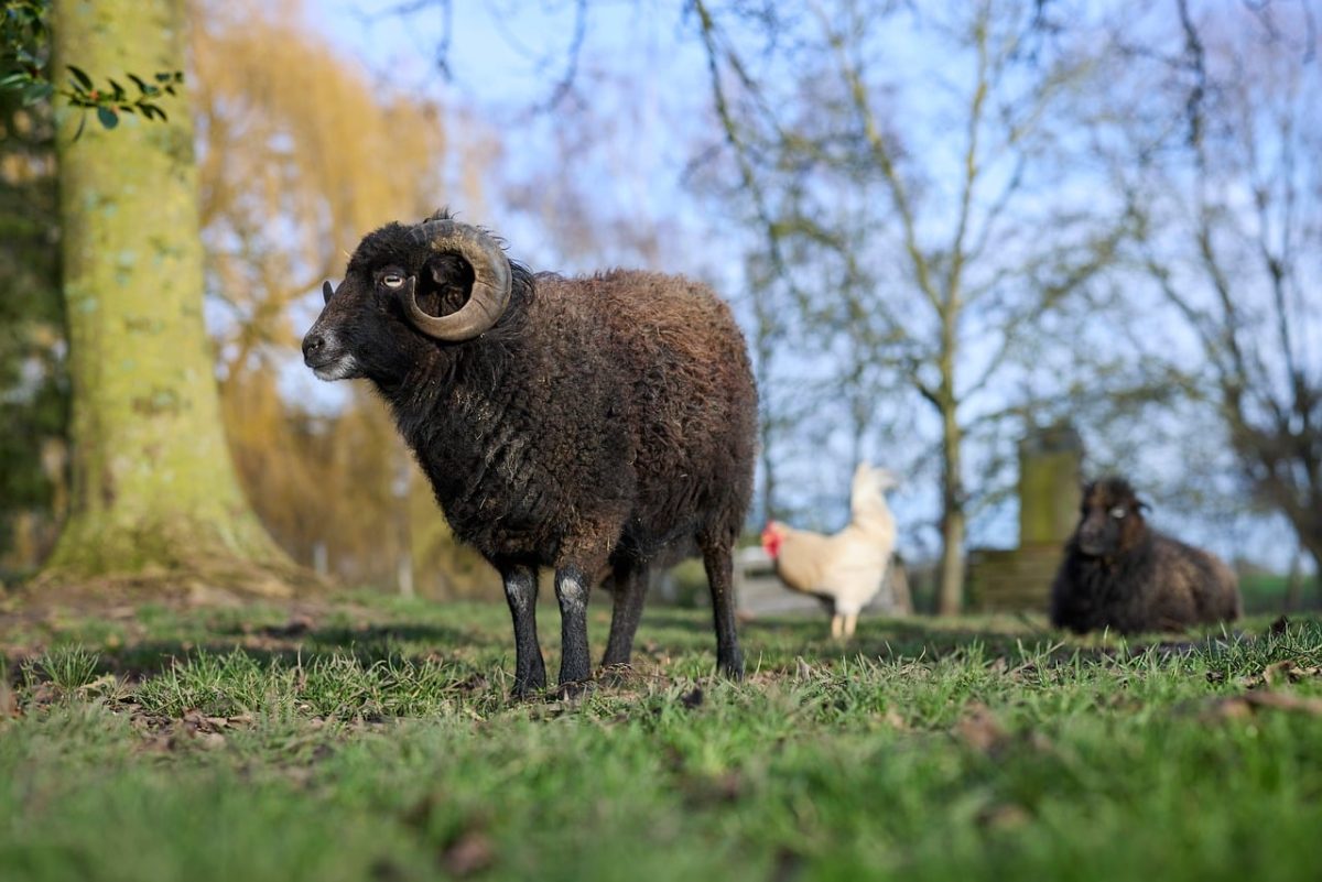 sheep, ram, black sheep, horns, rural, meadow, farm, agriculture, goose, no people, outdoors, domesticated, ouessant sheep, rooster, grass, nature, season, nap, animals, landscape