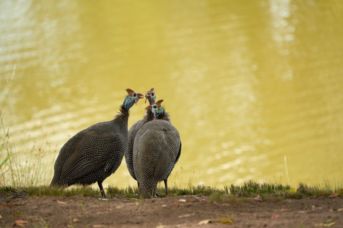 helmeted guineafowl, bird life, two birds, pond shore, nature, wildlife, lake, water bird, green color, outdoor environment, wild birds, beak, fauna, outdoor recreation, cozy, calm, relaxed, natural environment, guineafowl, green vegetation