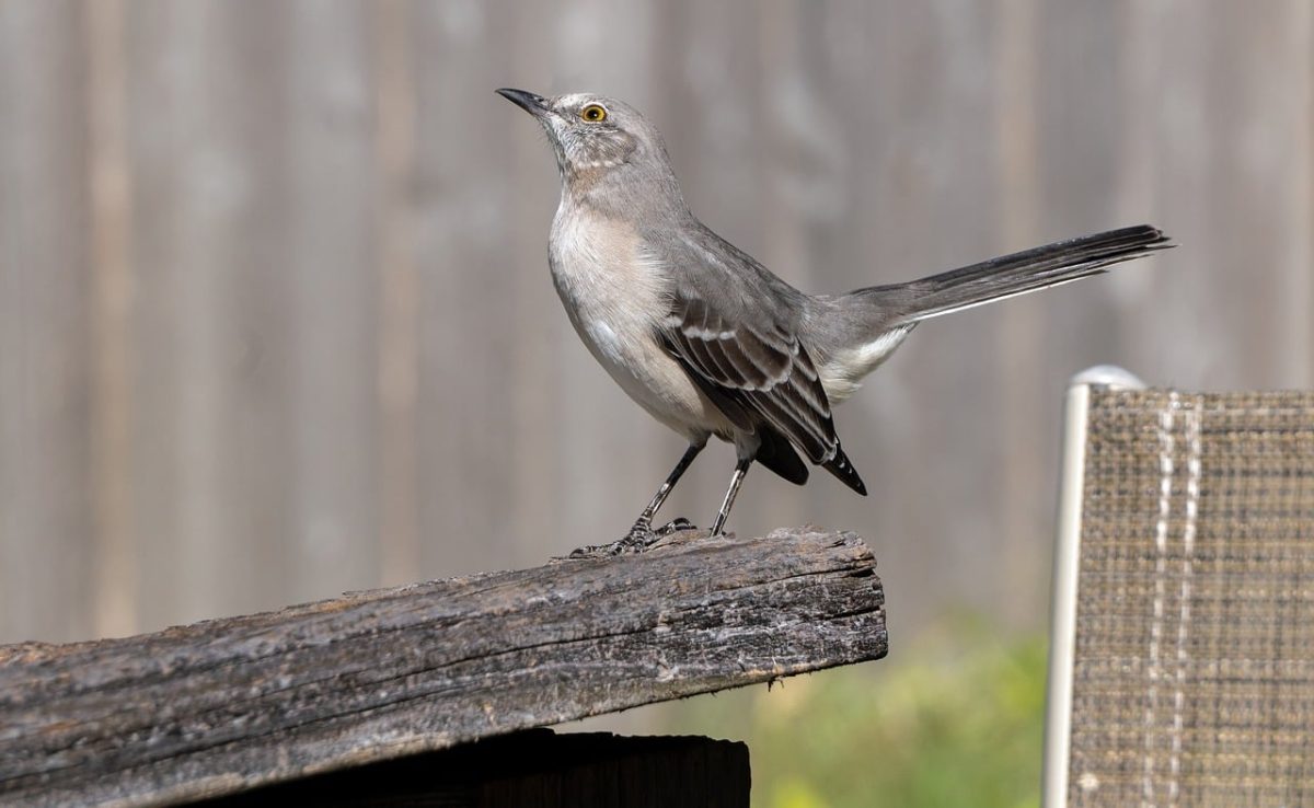 northern mockingbird, bird, wildlife, railing, perching, ornithology, nature, insect, balancing, animal, outdoor, feathers, photography, view, natural world, outdoor scene, sunset, sky, natural habitat, summer season, gray tones