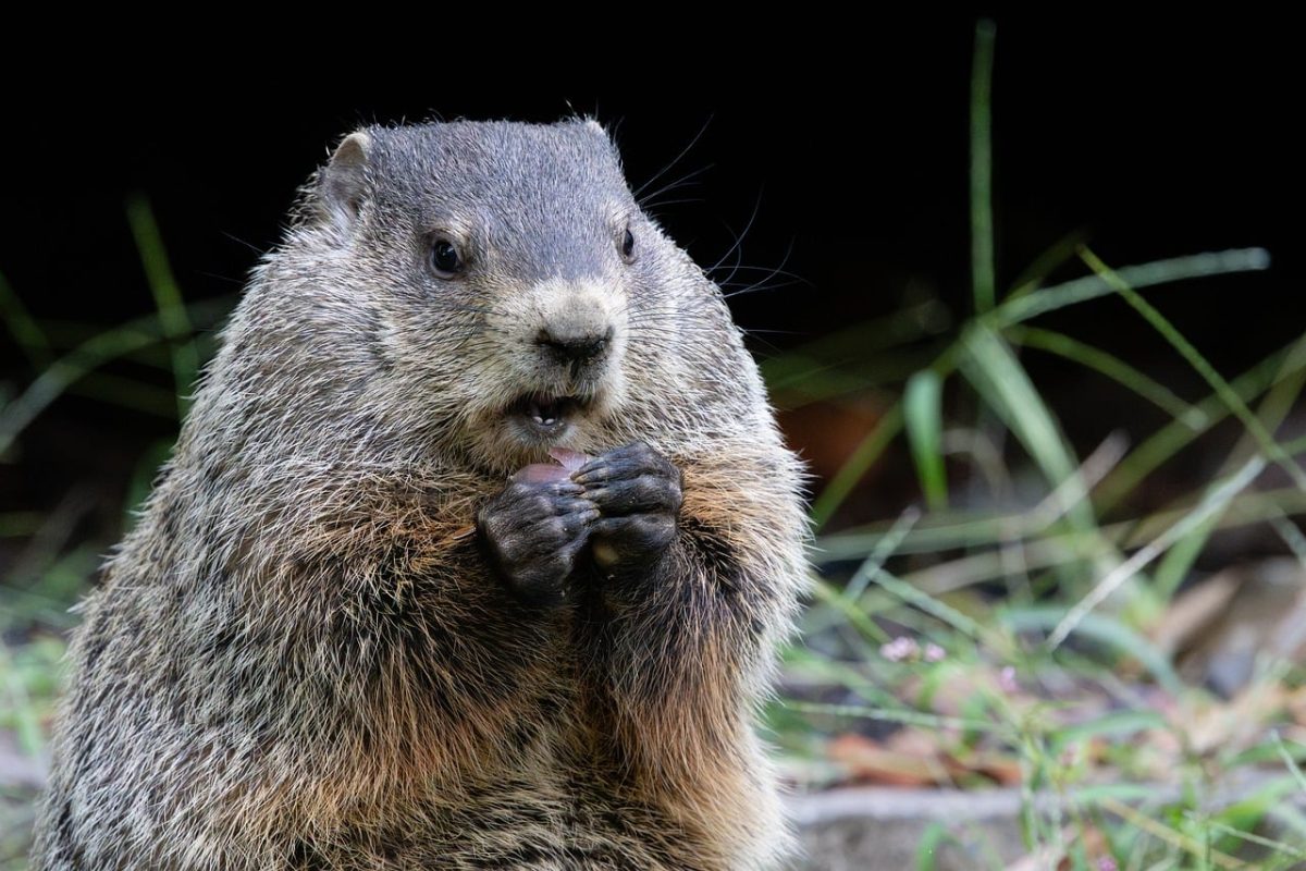 groundhog, eating, hands, fur, face, mammal, cute, grass, rodent, nature, wild, autumn, animal, front view, close-up, young, muzzle, animal portrait, day, simplicity