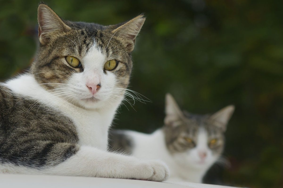 cat, portrait, domestic, animals, whiskers, fur, mammal, animal photography, cat eyes, animal, close-up, pet, nature, outdoors, two cats, calm, focus, facial expressions, curious, friendly, white, relaxation