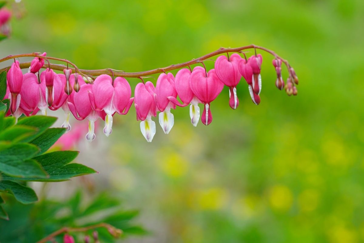 flower, nature, cool backgrounds, spring, 4k wallpaper, plant, wallpaper 4k, mac wallpaper, wildflower, desktop backgrounds, laptop wallpaper, flora, bleeding heart, 4k wallpaper 1920x1080, flower wallpaper, wallpaper hd, pink, garden, free wallpaper, beauty, natural background, beautiful flowers, blooming, decorative, sky, full hd wallpaper, green, windows wallpaper, love, floral background, flower background, free background, background, sky background, hd wallpaper, beautiful wallpaper, delicate, fresh, outdoor