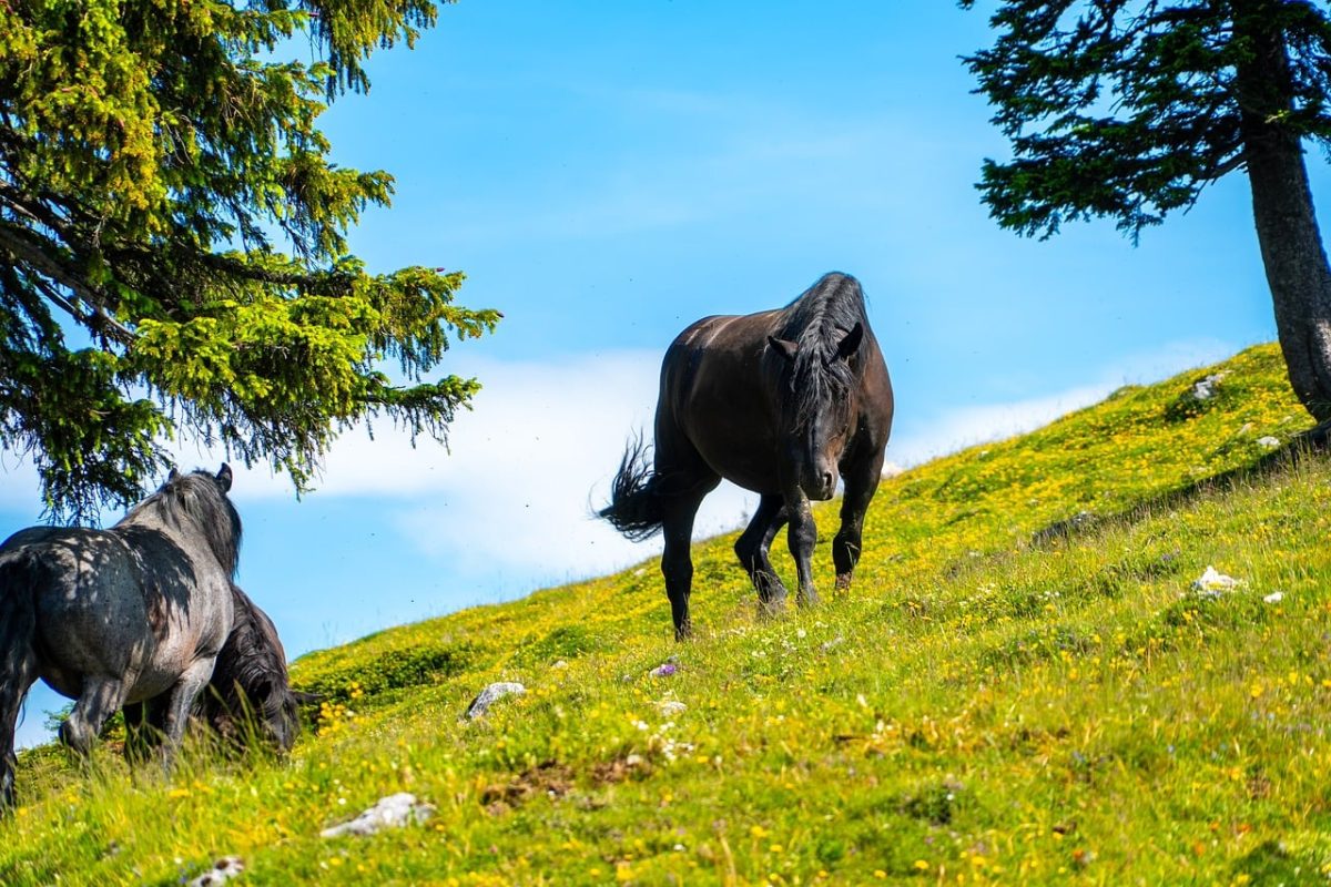horse, nature, gray, summer, grass, meadow, tree, pasture, outdoors, green, blue sky, horse herd, grazing land, peaceful, idyll, landscape, travel, adventure, freedom