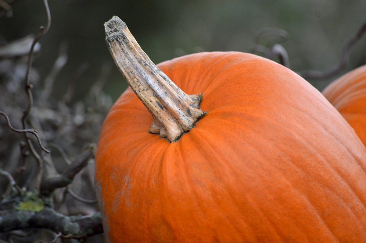 pumpkin, orange, autumn, cut branches, texture, natural, close-up, botanical, still life, outdoor, seasonal, branch, decorative, frisch, halloween