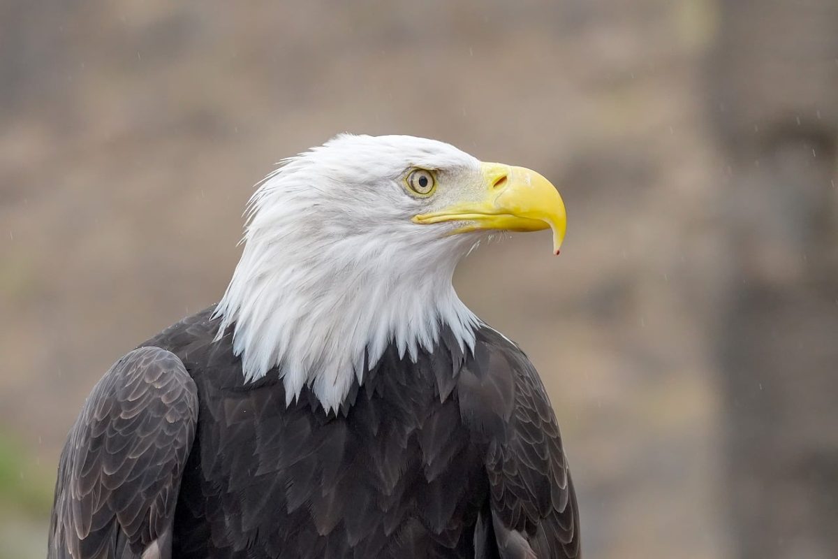 eagle, bald, eagle head, yellow beak, feathers, bird of prey, white head, sharp gaze, nature, golden eagle, open beak, bird portrait, natural environment, animal king, survival, statue, eye, wildlife, wild predator, symbol of strength, Las Palmas de Gran Canaria, Canary Islands, Spain