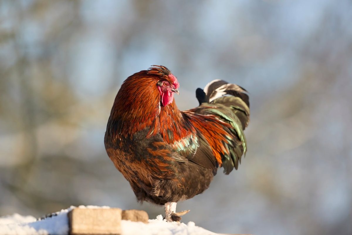 rooster, snow, colorful, feathers, outdoors, winter, animal, farm, nature, henhouse, comb, tame, sunlight, black, standing, proud, male, beak, plumage, sunrise