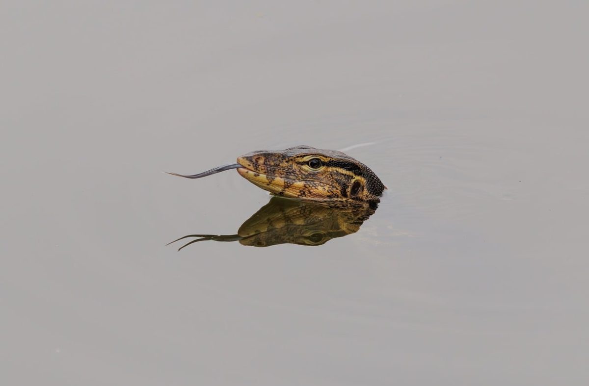lizard, reptile, animal, nature, wildlife, fauna, monitor, water, pond, indonesia, on flight, habitat, biodiversity, ecosystem, camouflage, predator, wild, tongue, propulsion