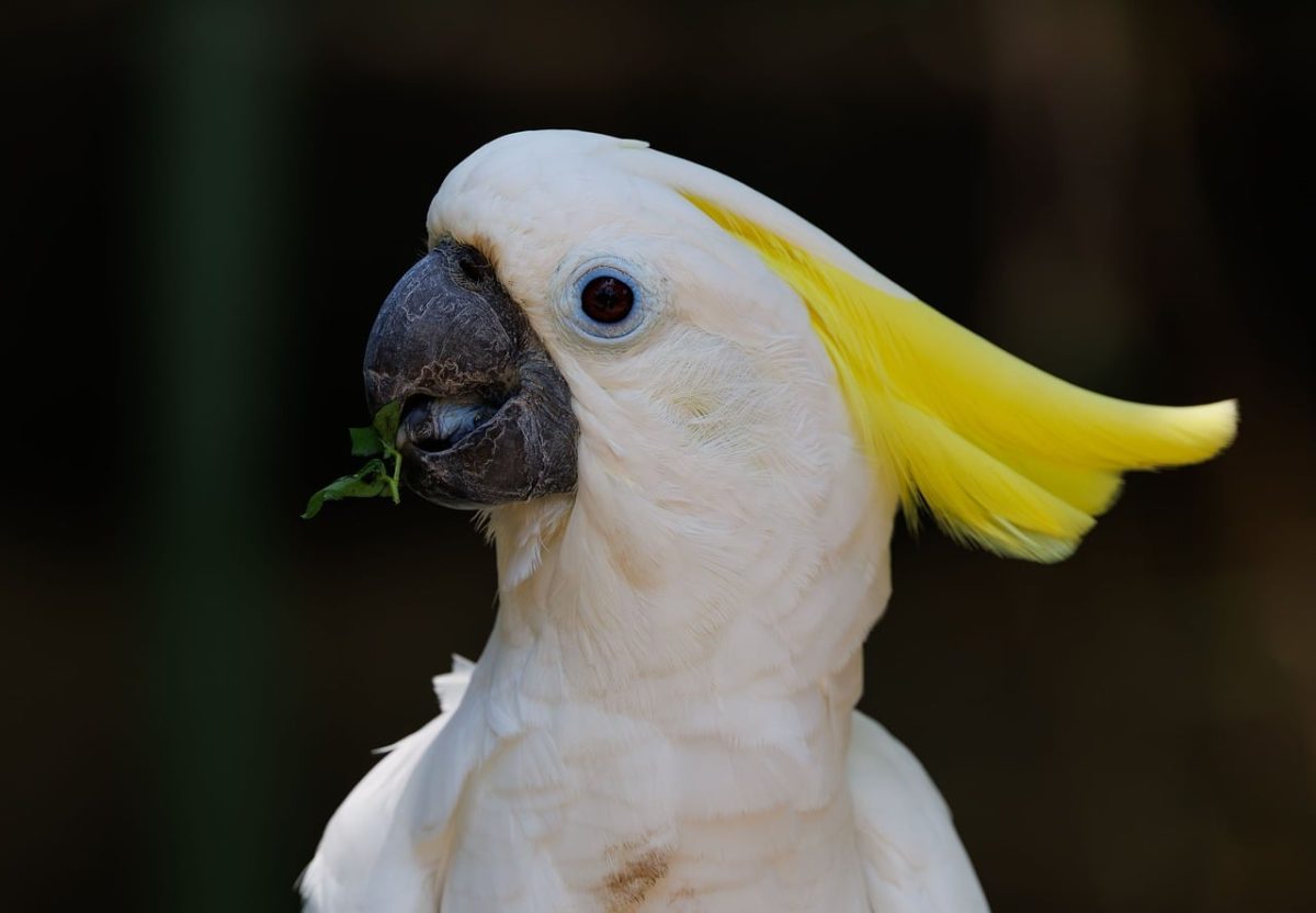 cockatoo, yellow crest, exotic bird, nature, wildlife, photography, indonesia, animal, nature photography, bird, southeast asian birds, beak, jungle, fauna, natural habitat