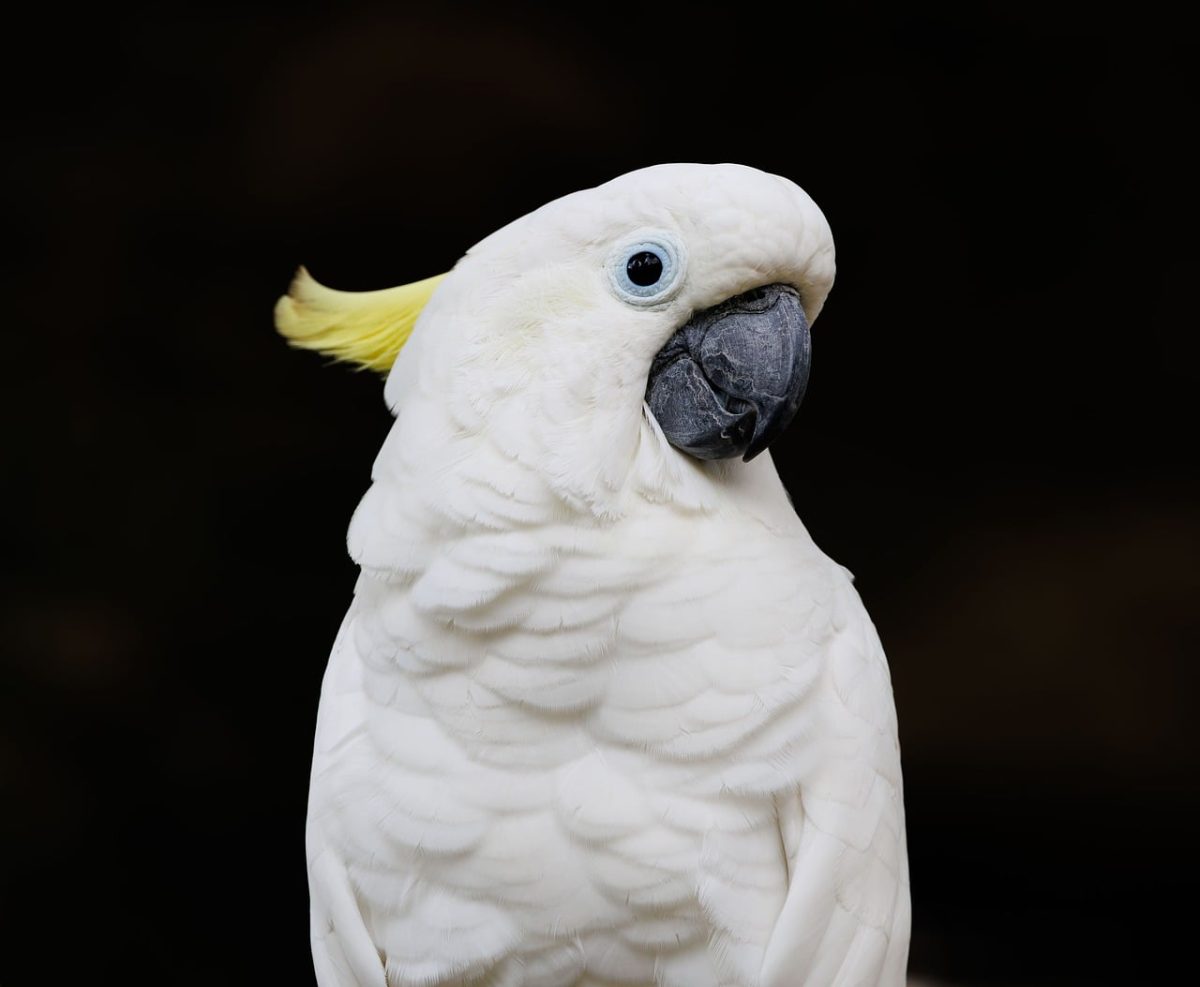 cockatoo, bird, exotic bird, wildlife, nature photography, nature, white feathers, yellow crest, southeast asian birds, bird photography, natural fauna, animal photography, tropical wildlife, birdwatching, indonesian wildlife, avian, single bird, black background, grey beak, natural beauty