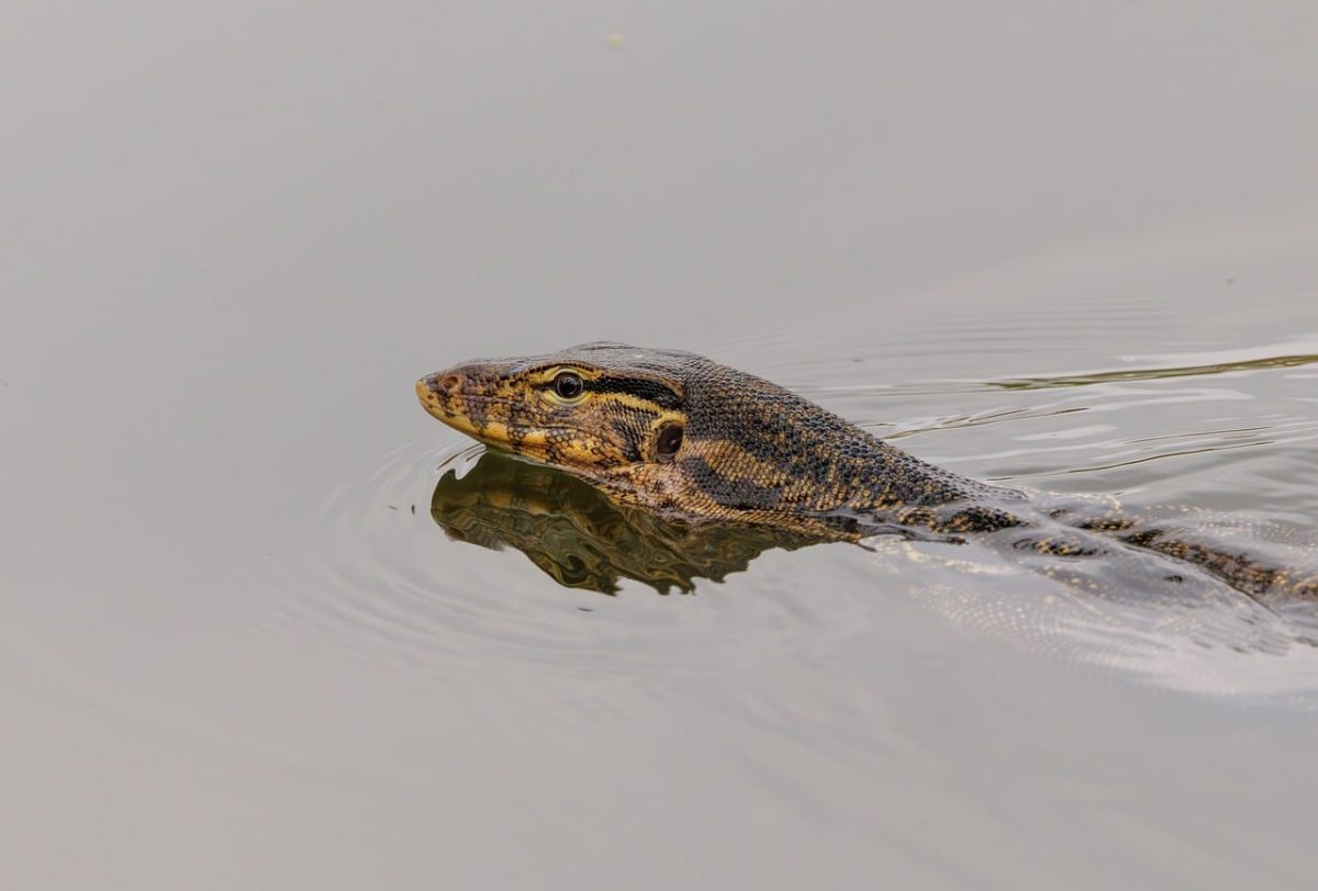 lizard, reptile, nature, wildlife, animal, monitor, water, pond, indonesia, asian animal, swimming, natural habitat, wild animals, nature amulet, swimmer, waterbody, aquatic habitat, city park, peaceful
