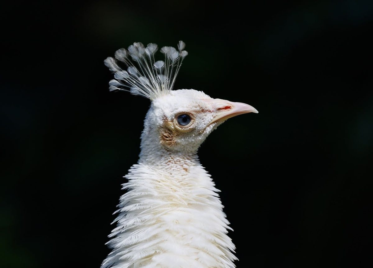 bird, wild bird, exotic bird, peahen, indonesian bird, nature, nature photography, wildlife photography, ornithology, avian, birdwatching, animals, tropical, plumage, feathers, white feathers, light source, beak