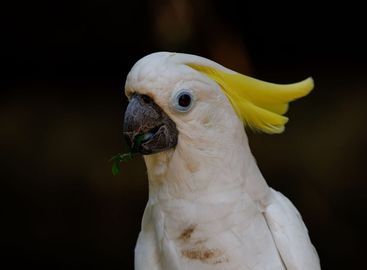 cockatoo, yellow crest, bird, wildlife, bird photography, nature, photography, nature photography, parrot, indonesia, exotic birds, asian birds, tropical wildlife, birdwatching, southeast asian birds, avian, yellow