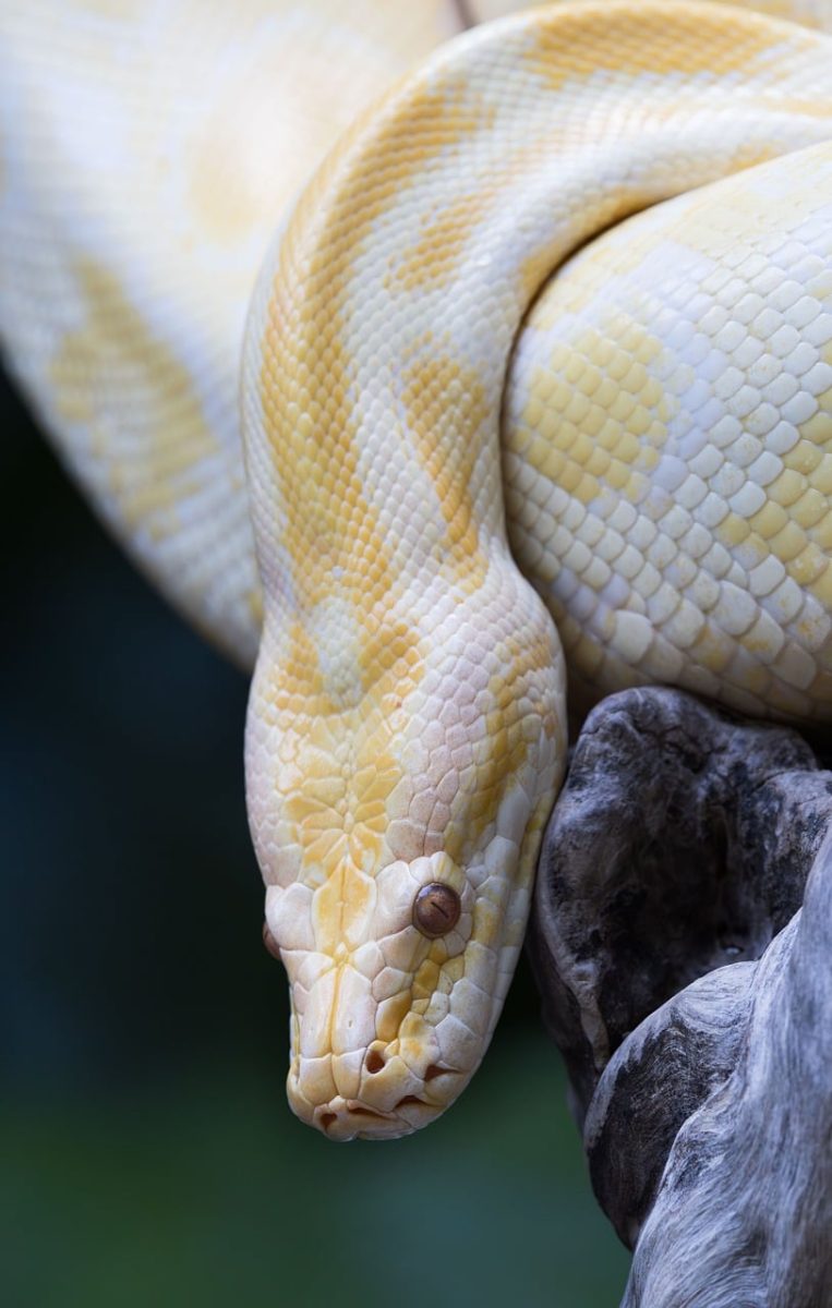 snake, reptile, nature, wildlife, animal, portrait, indonesia, yellow, albino, tree bark, details, color pattern, natural, close-up, animal world, ecology, living, yellow snake, wild, jungle